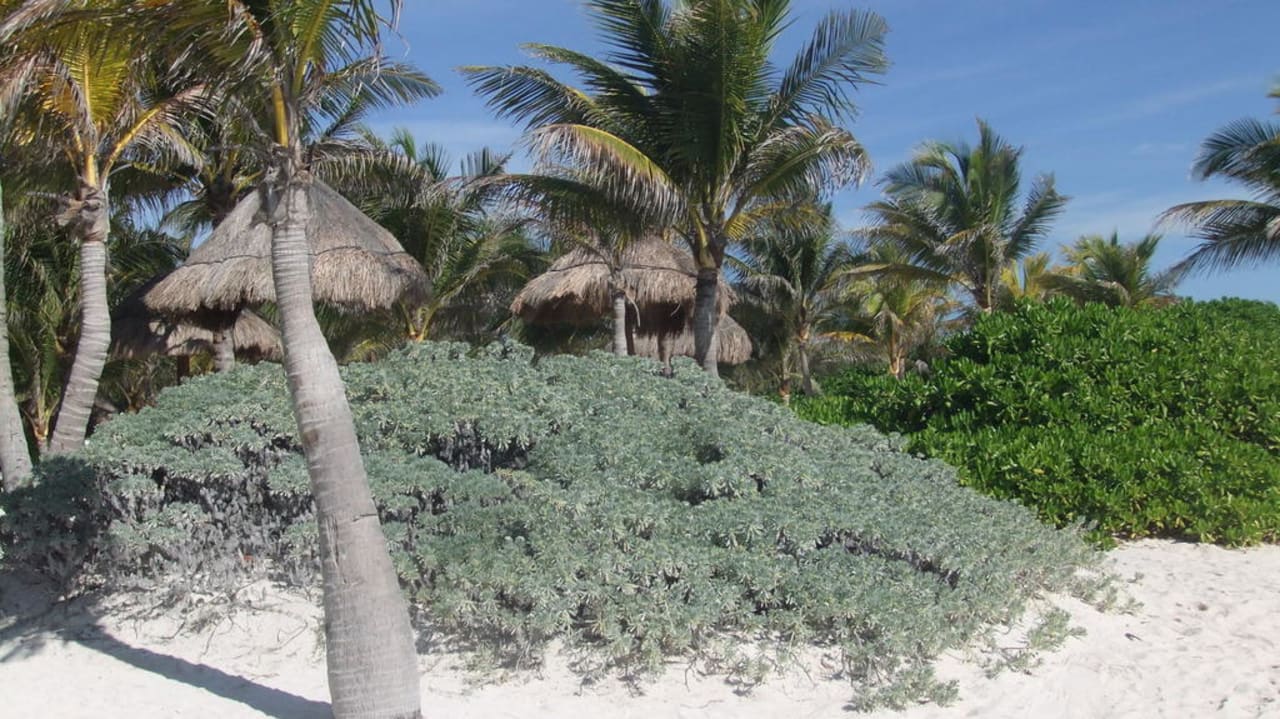 Traumhafter Strand TRS Yucatan Hotel - Adults only