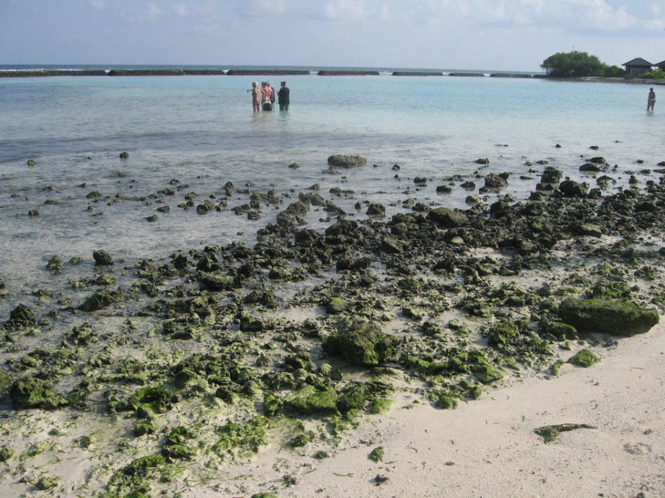 Strandabschnitt Beachbungalows bei Ebbe Kuredu Island Resort & Spa
