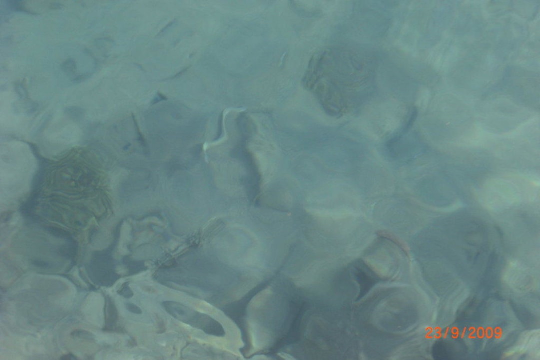 Rotes Meer und seine Bewohner Beach Albatros Resort