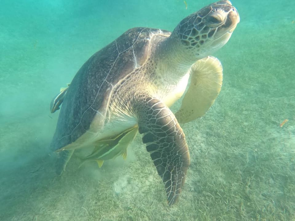 Strand Imperial Shams Abu Soma