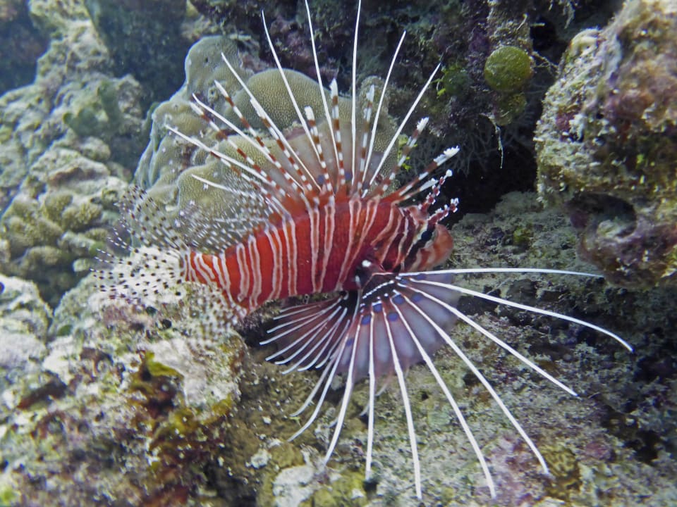 Feuerfisch Adaaran Select Meedhupparu Island Resort - Premium All Inclusive