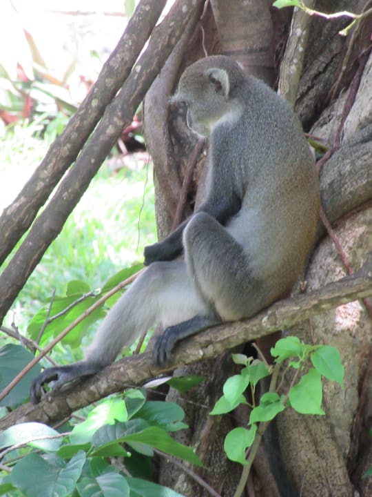 Gartenanlage Baobab Beach Resort & Spa