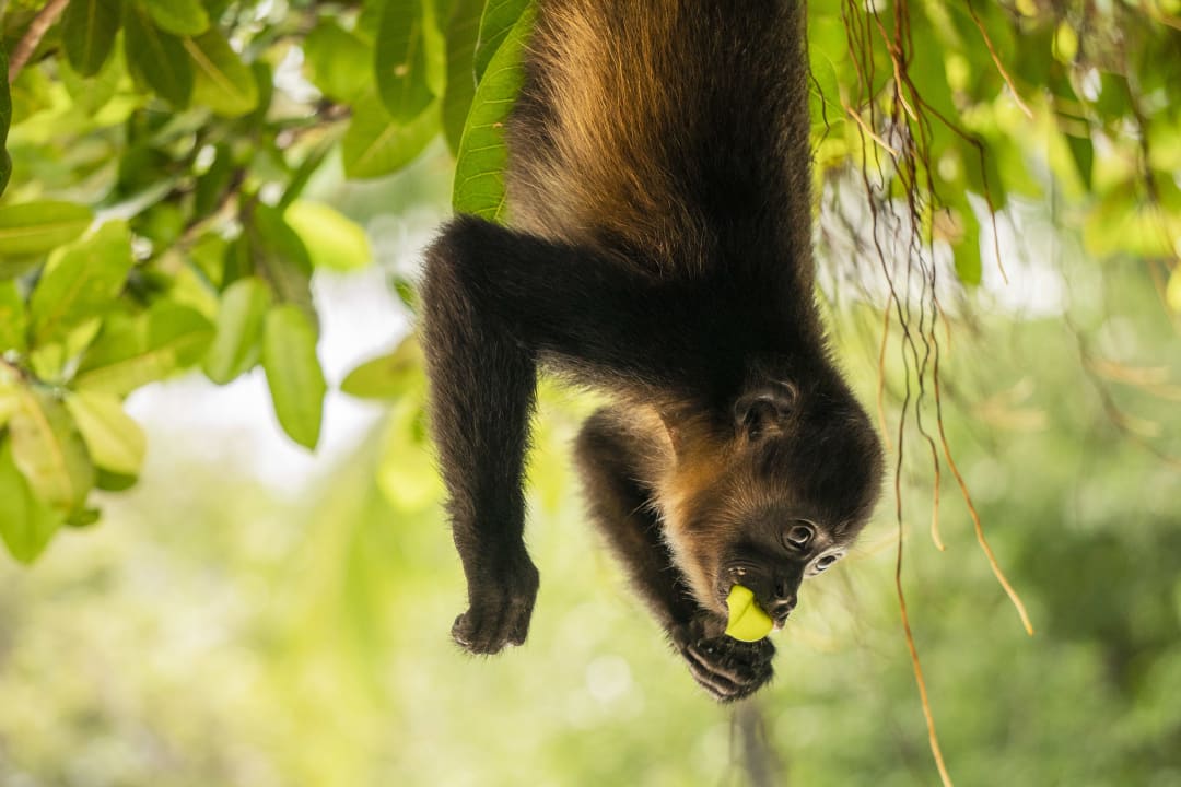 Gartenanlage Capitán Suizo Beachfront Boutique Hotel