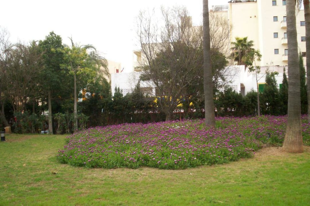 Gartenanlage am Pool Hipotels Said  Hotel