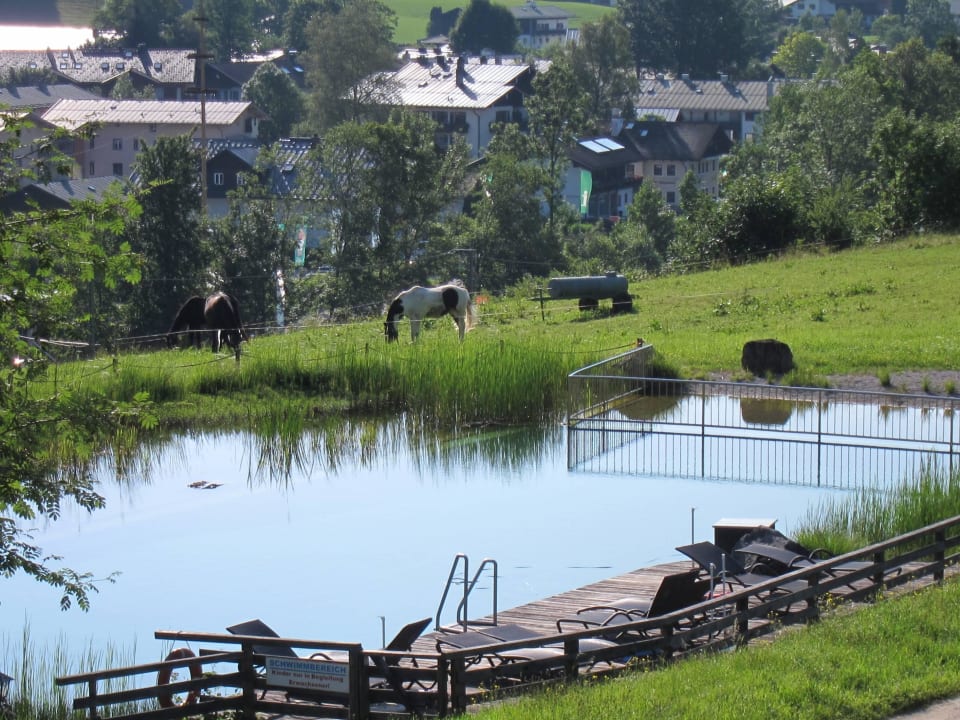 Sehr schöner Naturteichpool Naturhotel Reissenlehen