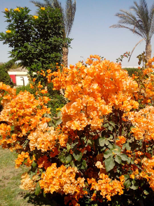 Цветы Riviera Aqua Park Resort