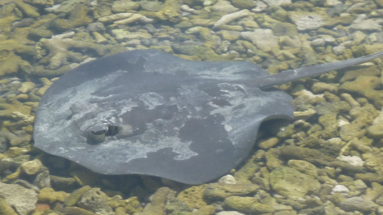 Stachelrochen Adaaran Select Hudhuran Fushi - Premium All Inclusive