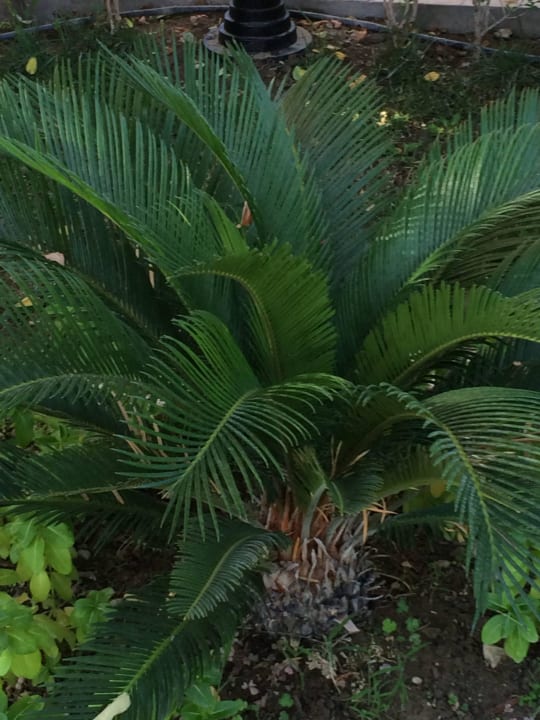 Aydinbey Kings Palace & Spa  Aydinbey Kings Palace & Spa