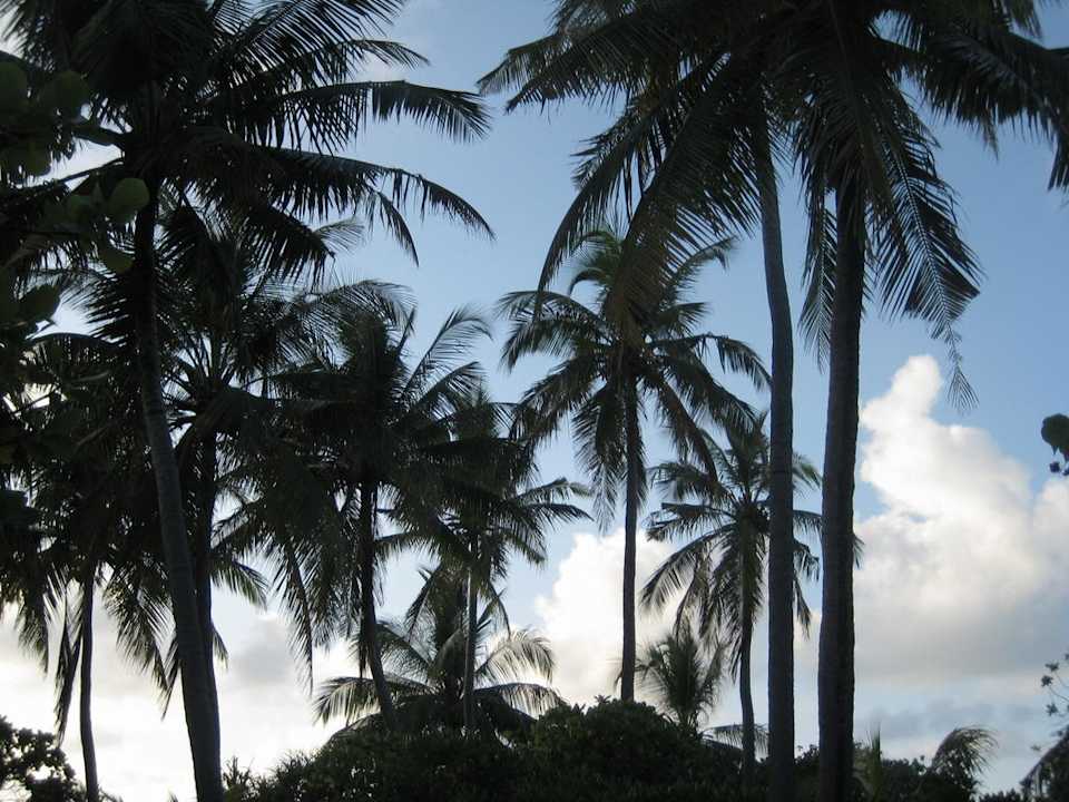 Palmen Kuramathi Maldives