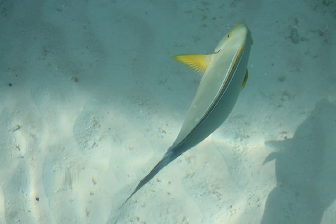 Wasser Villa - Bunter Fisch Sun Siyam Iru Fushi