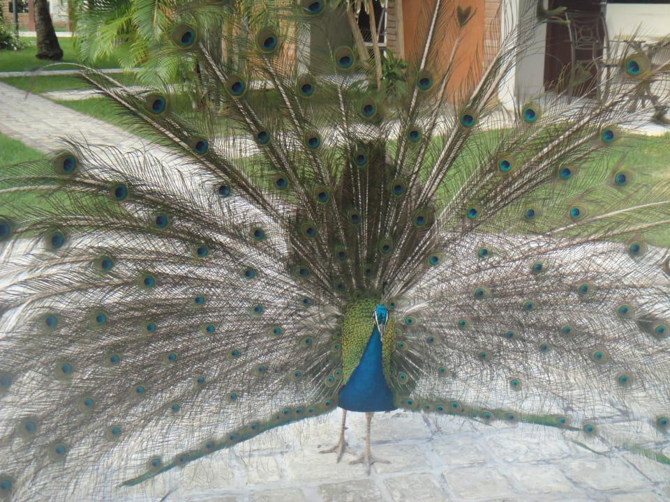 Pfau Villas Bavaro Resort & Spa