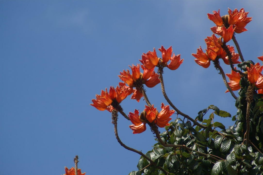 Blumen Ferienhaus A Vigia