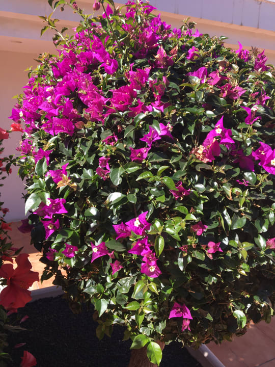 Gartenanlage H10 Ocean Suites