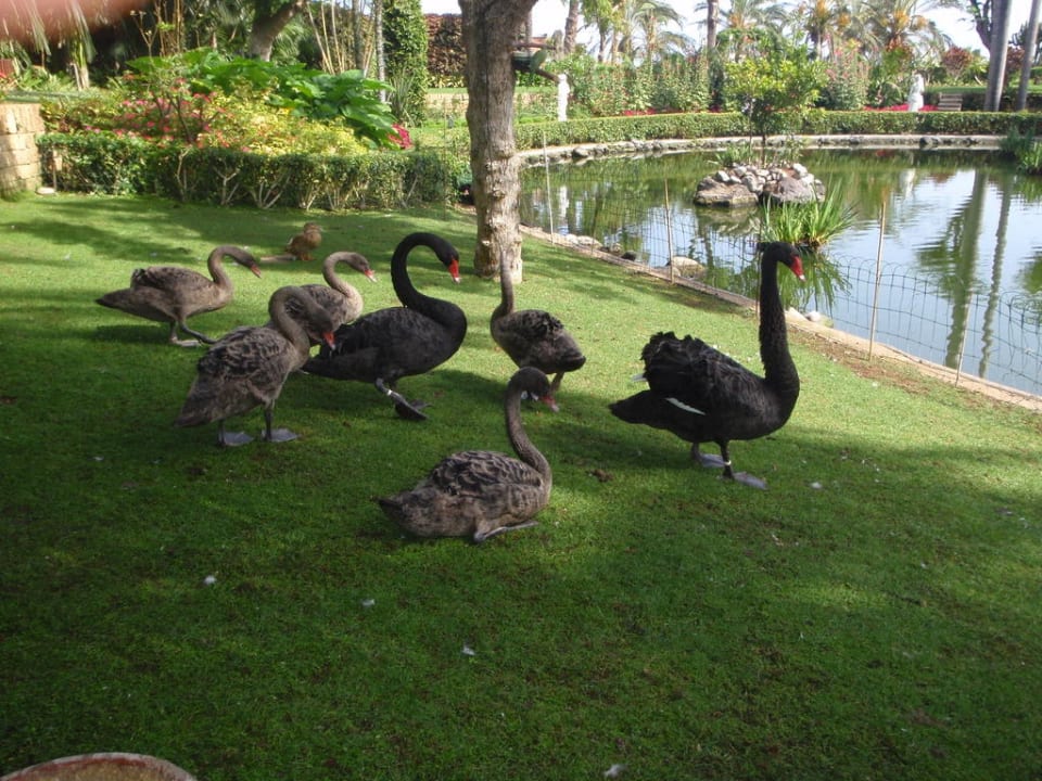 Teich Hotel Botanico & The Oriental Spa Garden