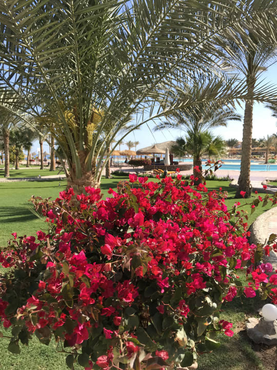 Gartenanlage Three Corners Sea Beach Resort