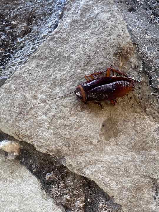 Gartenanlage Grand Palladium Punta Cana Resort & Spa