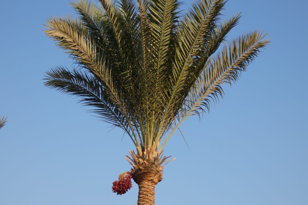 Sonstiges Pickalbatros Dana Beach Resort - Hurghada