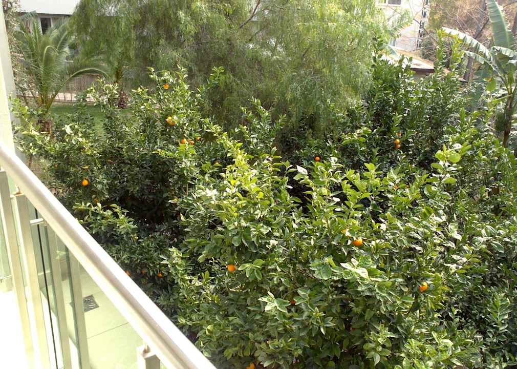 Blick vom Zimmer 2208 Sealife Buket Resort & Beach