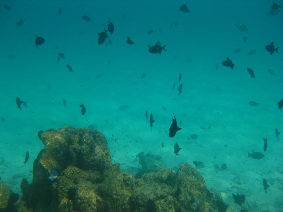Rotzahndrückerfische Summer Island Maldives