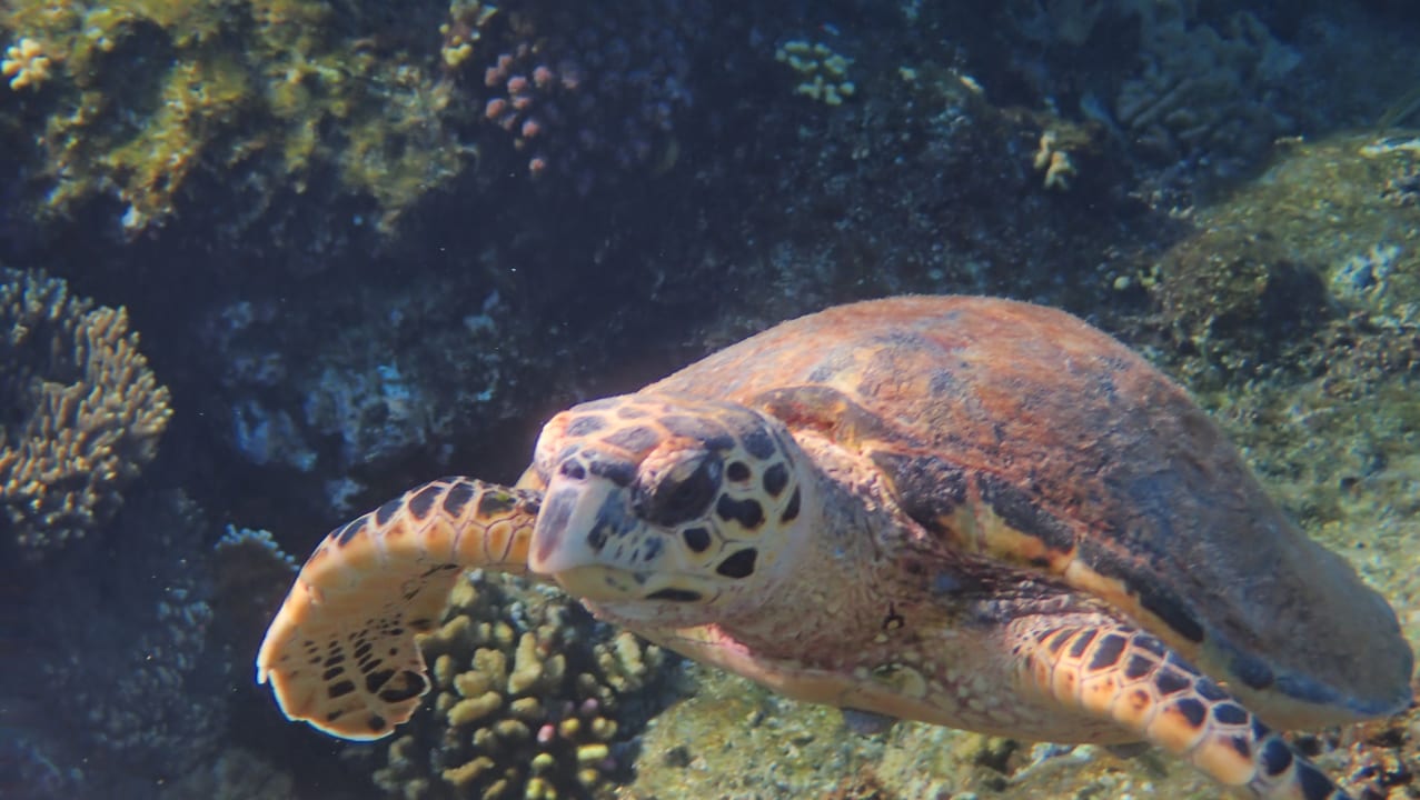 Strand Novotel Marsa Alam Beach Resort