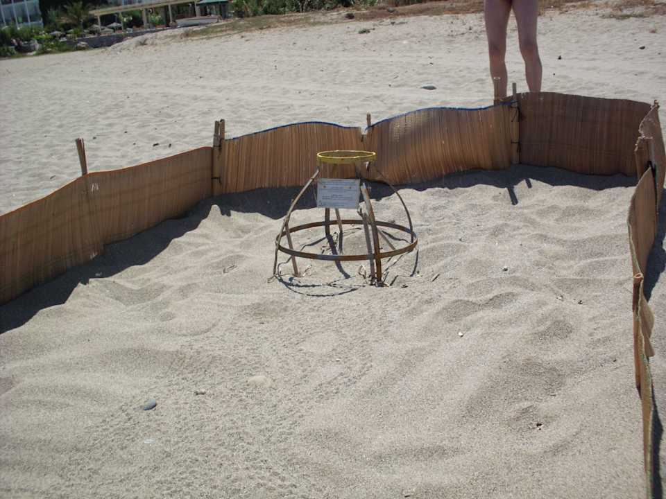 Schildkrötenabschnitt Hotel Kathrin Beach