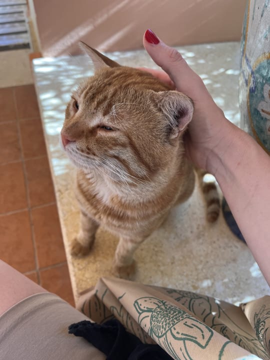 Sonstiges Steigenberger Coraya Beach - Adults only