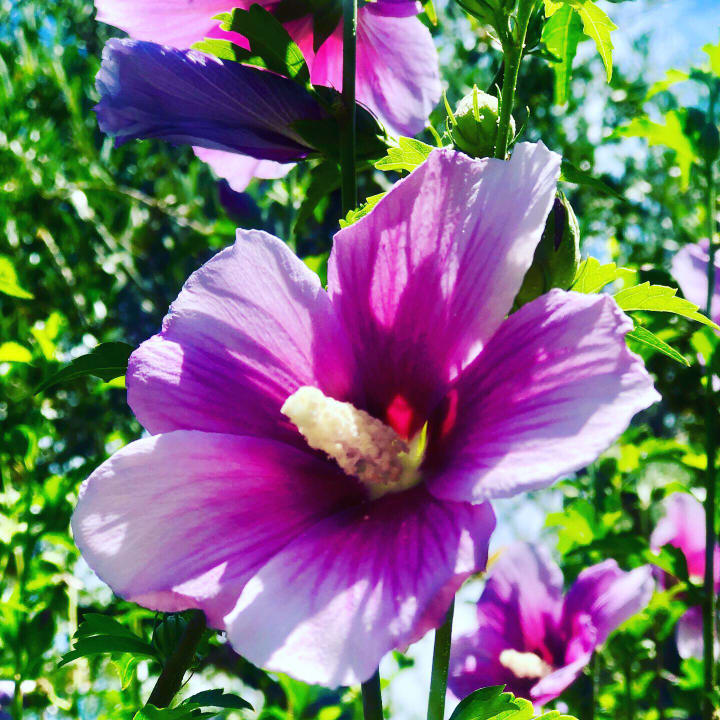 Gartenanlage TUI KIDS CLUB Alex Beach