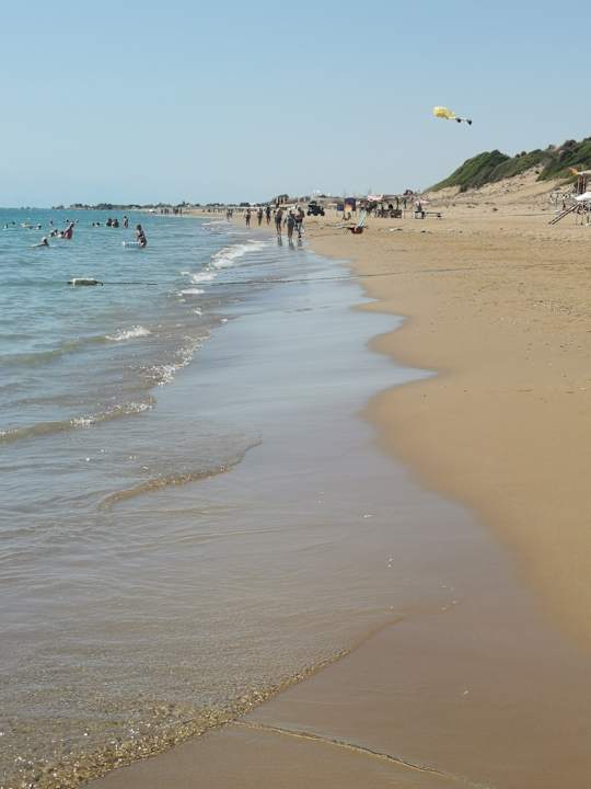 Strand Seashell Vega