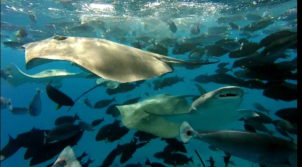 Sport & Freizeit Embudu Village