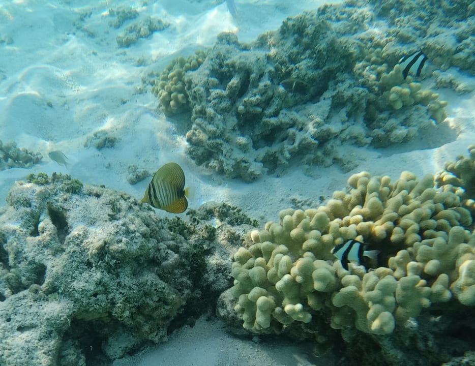 Sport & Freizeit Hotel Riu Palace Maldivas