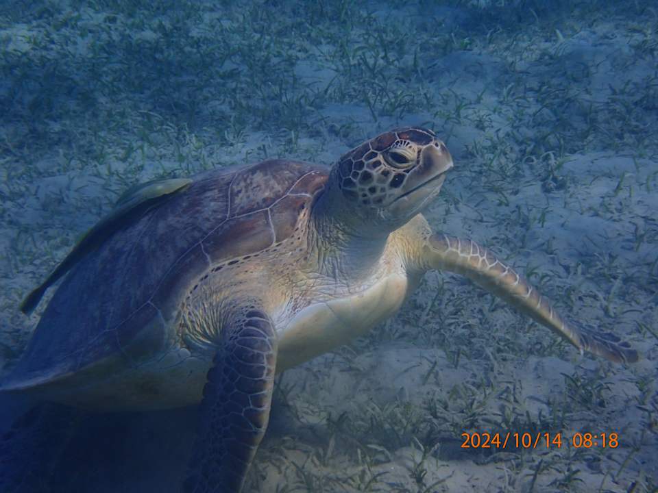 Sonstiges Shams Prestige Abu Soma-Adults Only