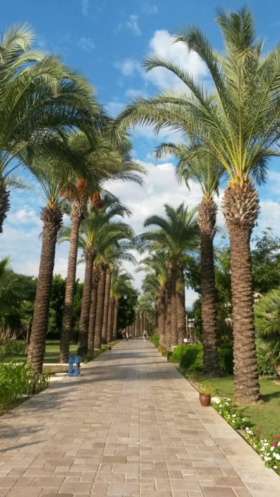 Palmenallee TUI BLUE Palm Garden