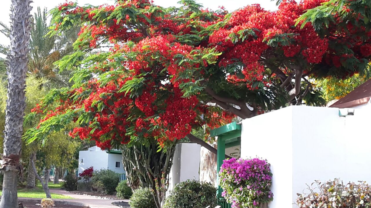 Gartenanlage Aldiana Club Fuerteventura