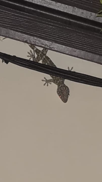 Gartenanlage Bangsak Village