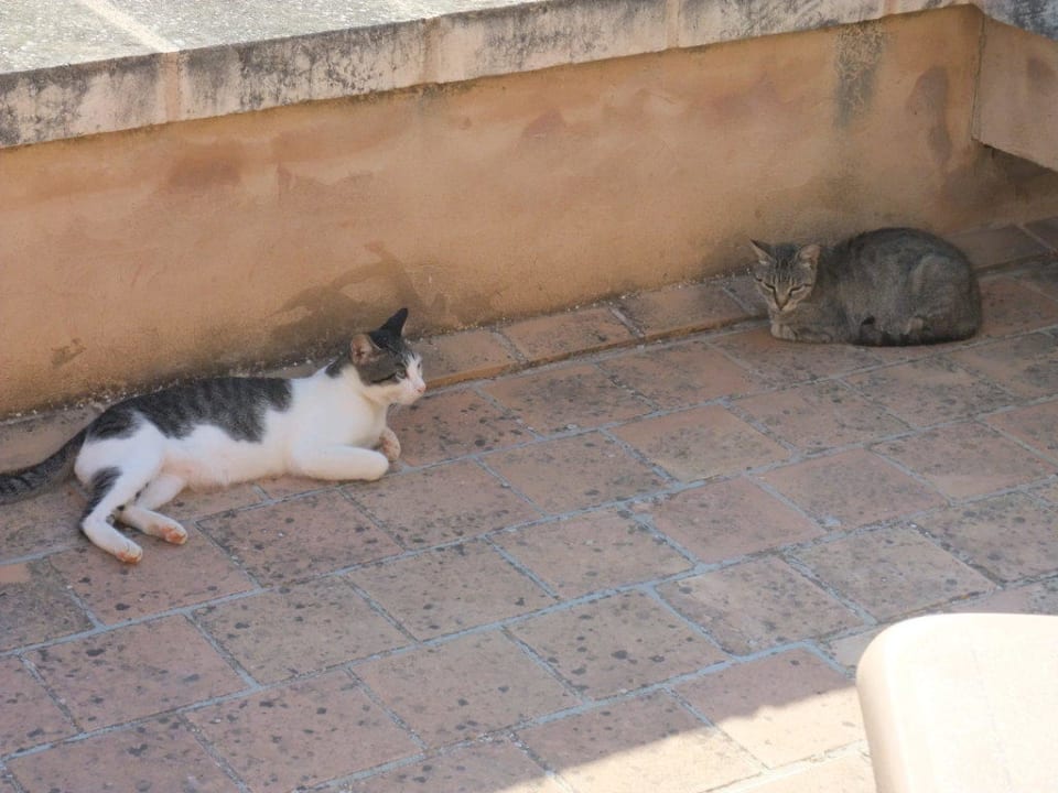 Haustiere Finca Sa Carrotja - Adults only