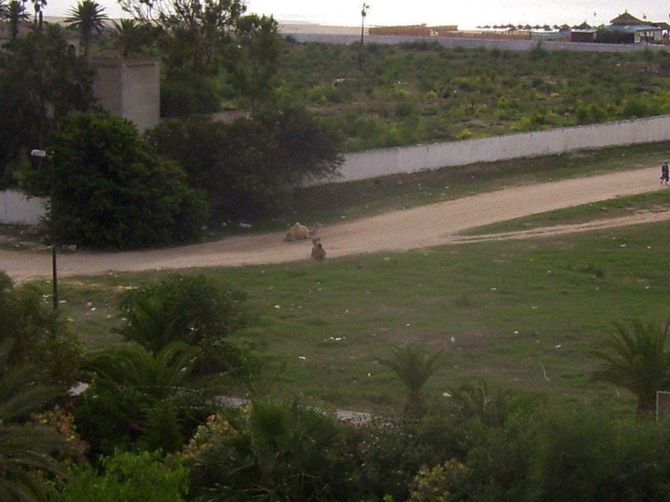 Weg zum Strand Hotel African Queen