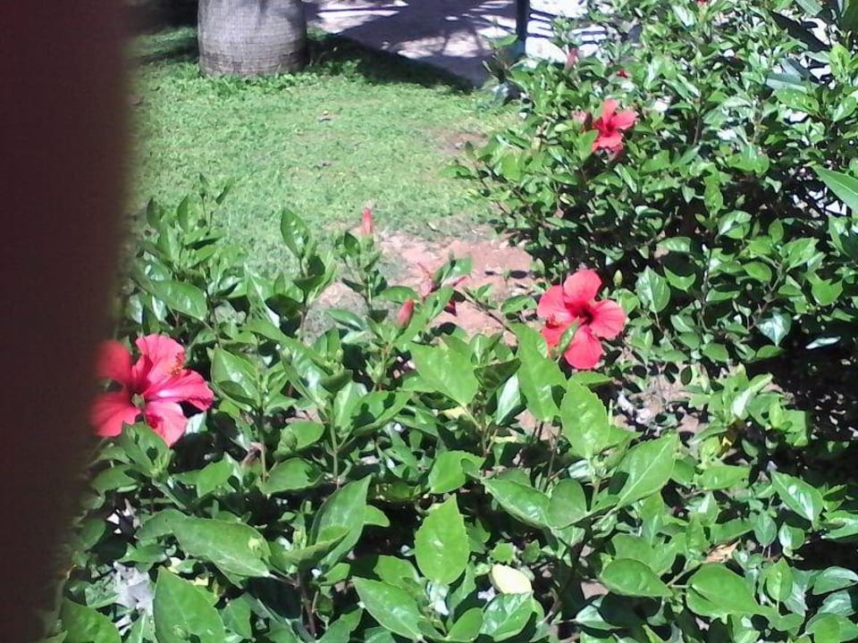 Sehr schöne Gartenanlage, sehr gepflegt  Belconti Resort Hotel
