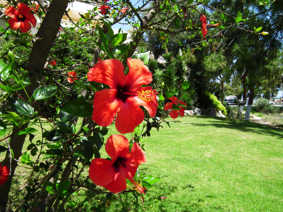 Sehr gepflegte Gartenanlage mit vielen Blumen Hotel Kalithea Horizon Royal