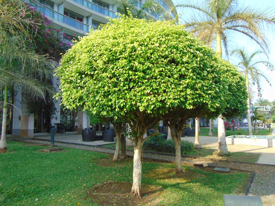 Gartenanlage Sofitel Malabo Sipopo Le Golf