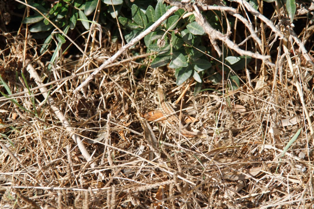 Tierwelt Paloma Pasha