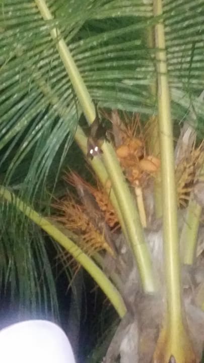 Flughund  Kuramathi Maldives