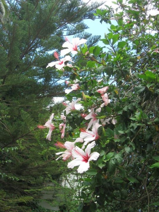 Hibiskus Apollonia Beach Resort & Spa