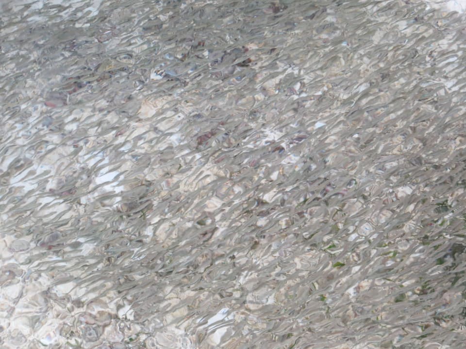 Vom Steg der Ocean Villa fotografierte Fische Adaaran Select Hudhuran Fushi - Premium All Inclusive