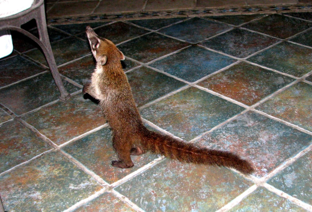 Und was bekomme ich? Catalonia Playa Maroma