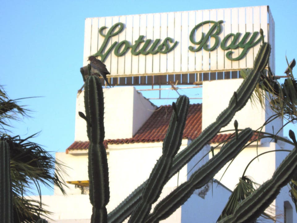 Taube vor Lotus Bay Lotus Bay Beach Resort
