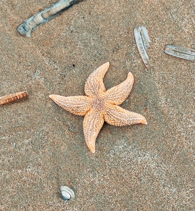 Strand Roompot Zandvoort