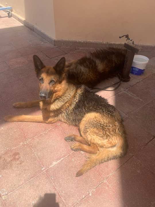 Sonstiges Marriott Hurghada Beach Resort