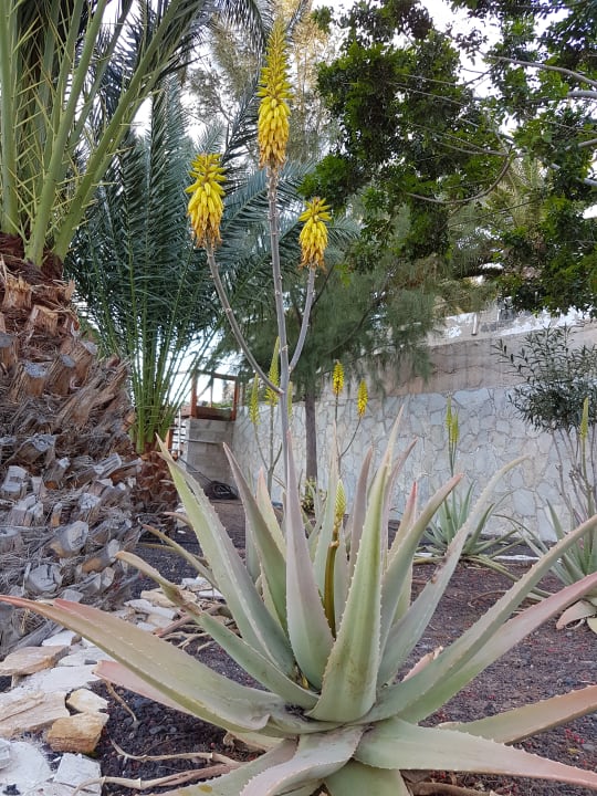 Gartenanlage Marina Playa Suite Hotel