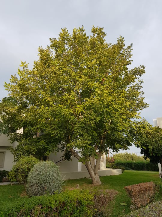 Gartenanlage Ilios K Village Resort