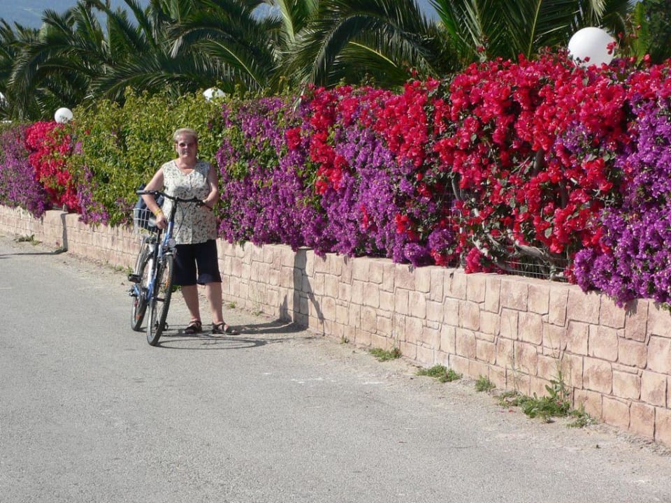 Herliche Bouganvillahecke am <corali Corali Hotel